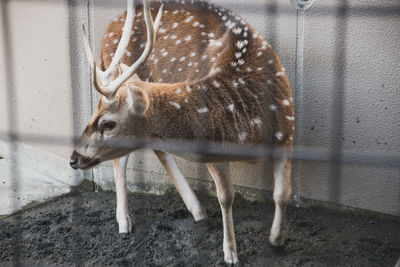 Side view of deer standing in zoo