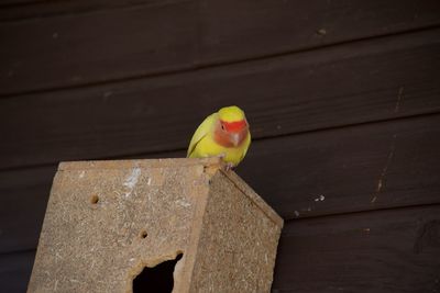 Close-up of bird perching on wood