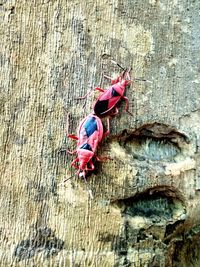 Directly above shot of insect on tree trunk