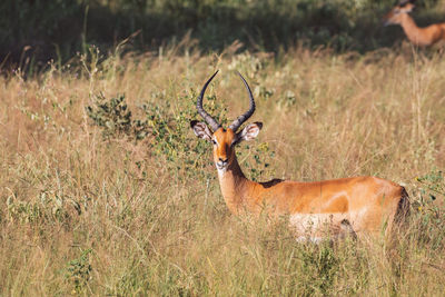 Deer standing on field