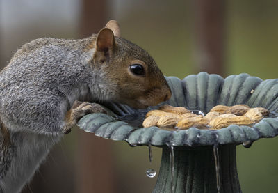 Close-up of squirrel on wood