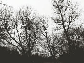 Bare trees against sky