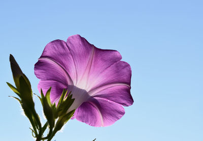 Close-up of purple flower blooming against clear blue sky