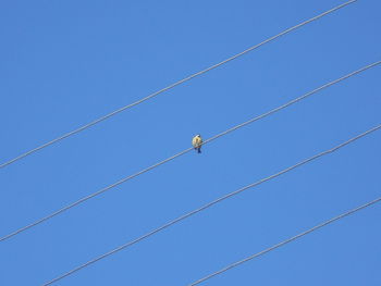 Low angle view of birds on cable against blue sky