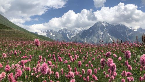 Scenic view of pink flowering plants against sky