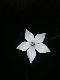 Close-up of white flowering plant against black background