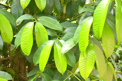 Close-up of green leaves