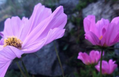 Close-up of pink flower
