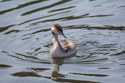 Young grebe swims in the waters of a lake under the warm morning light, image of european bird