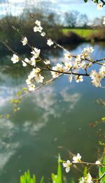 Close-up of cherry blossoms on tree