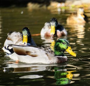 Ducks swimming in lake