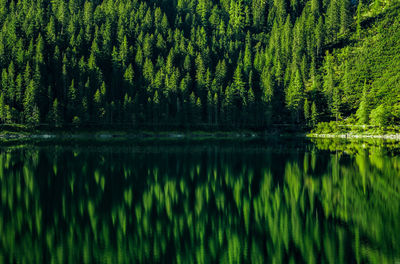 Scenic view of lake in forest