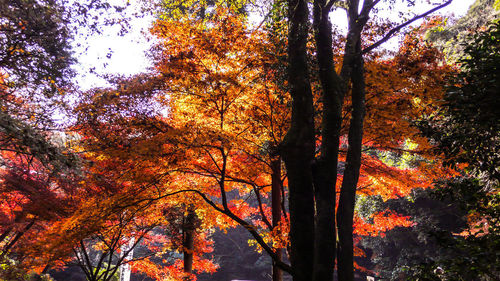 Low angle view of trees during autumn