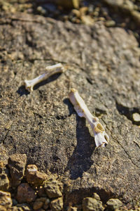 High angle view of lizard on rock