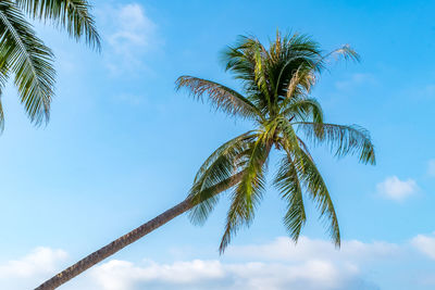 Low angle view of coconut palm tree against sky