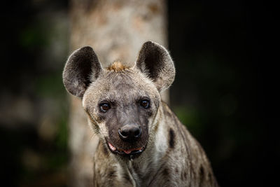 Close-up portrait of wild dog in forest