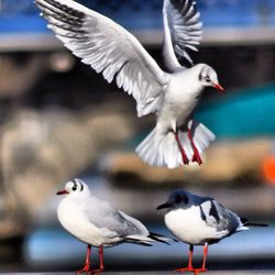 Seagull flying over white background