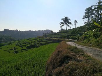 Scenic view of agricultural field against clear sky