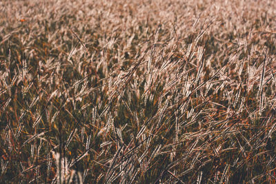 Full frame shot of stalks in field