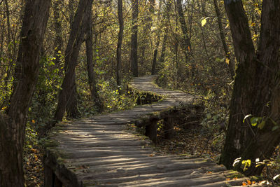 Footpath amidst trees in forest