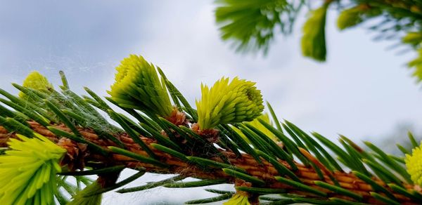 Close-up of pine tree