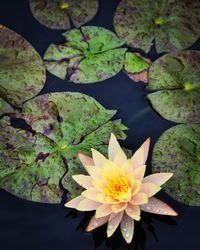 Lotus water lily in pond