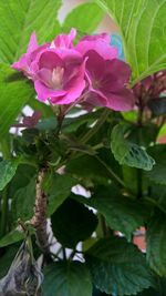 Close-up of pink flower