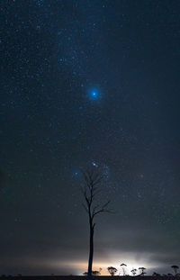 Silhouette trees against sky at night
