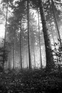 Trees in forest