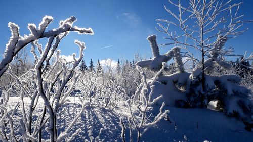 Low angle view of bare tree against blue sky