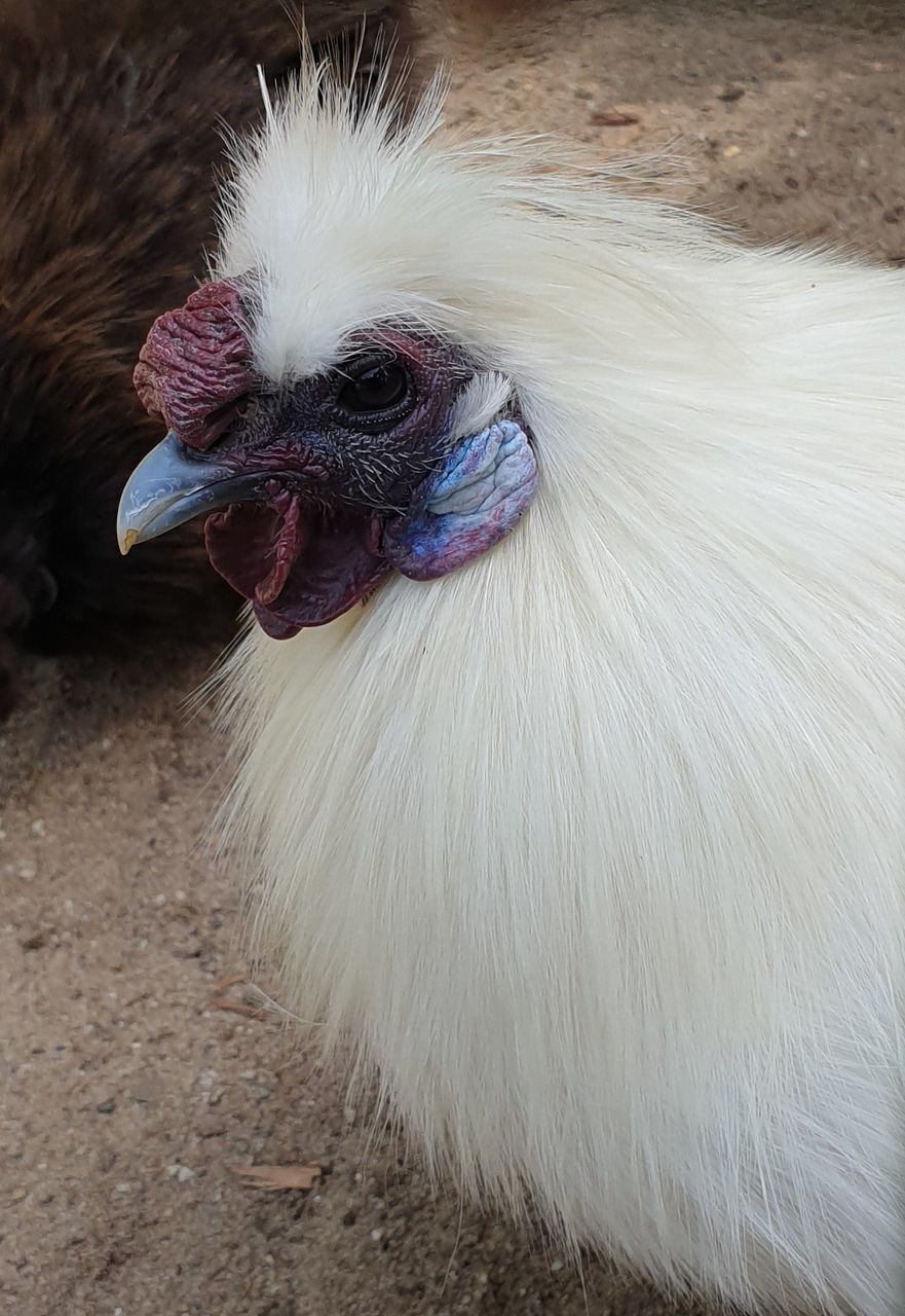 animal themes, one animal, pets, domestic animals, domestic, animal, chicken - bird, vertebrate, mammal, bird, livestock, close-up, white color, chicken, rooster, no people, male animal, day, focus on foreground, animal body part, animal head