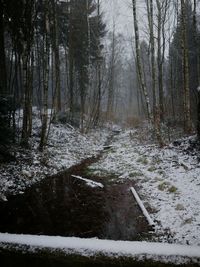 Trees growing in forest during winter