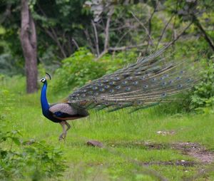 Side view of a bird on field