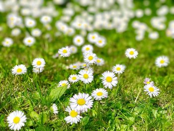 Daisies blooming in field