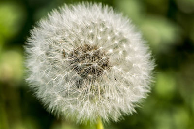 Close-up of dandelion flower