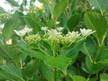 Close-up of flowering plant