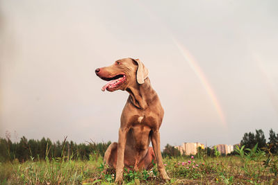 View of dog looking away on field