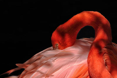 Flamingo, close-up