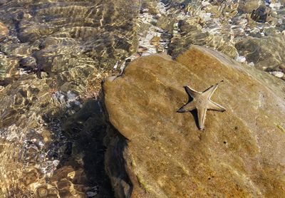 High angle view of lizard on rock by sea