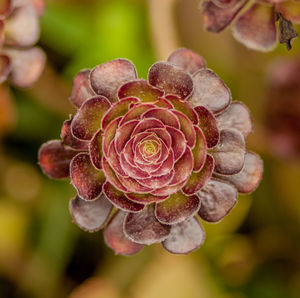 Close-up of wilted rose