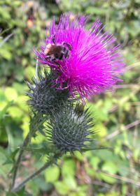 Close-up of honey bee on flower