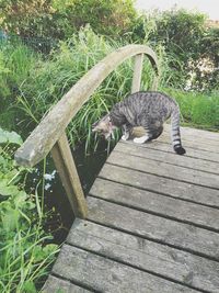 Cat looking away while sitting on wood