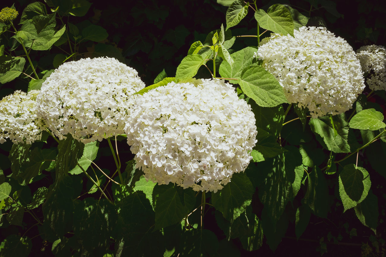 CLOSE-UP OF WHITE ROSE FLOWERING PLANTS