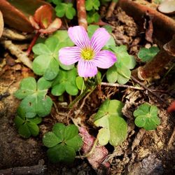 Close-up of purple flowers blooming outdoors