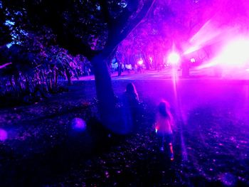 Illuminated trees at night