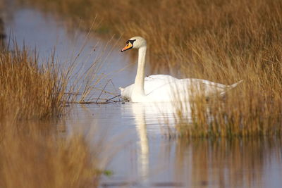 Side view of a swan swimming in lake