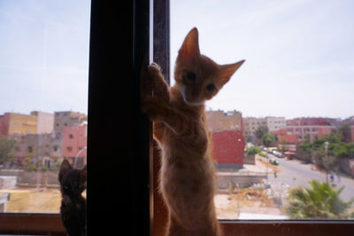 Close-up of cat in city against sky