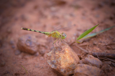 Close-up of insect on rock