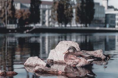 Duck in a lake