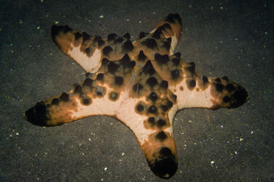 High angle view of turtle in sea